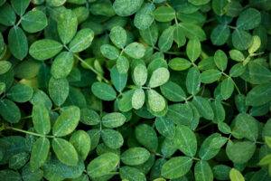 Moringa Plant